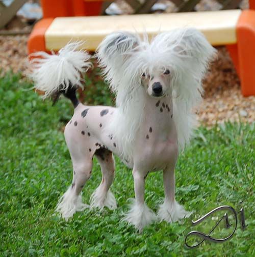 Silver Bluff Cross My Heart I'm Enchanting