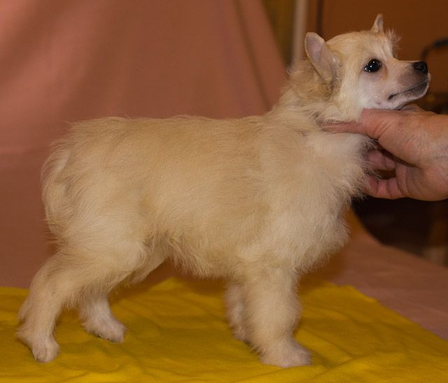 Vernisazh Mari Pamela Anderson