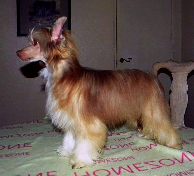 Be My Dog's Que Te Cacho