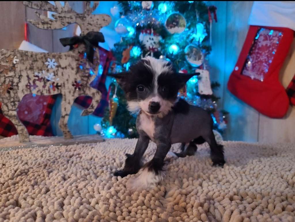 Long Haul's Enchanted Nightmare