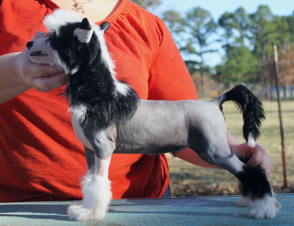 Dasha's Ranger Danger