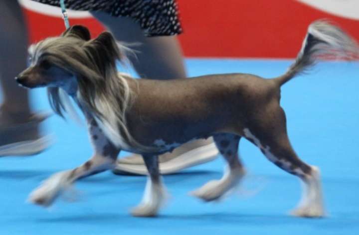 Tasnim De Sothis Para Pufflepaws