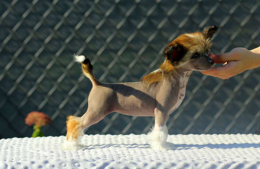 Jedyna Taka Pretensja