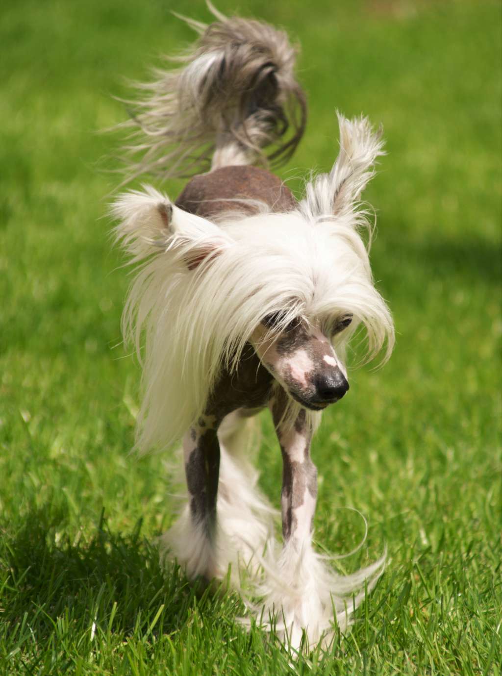 Anabell-Ennie Arth Tintagel