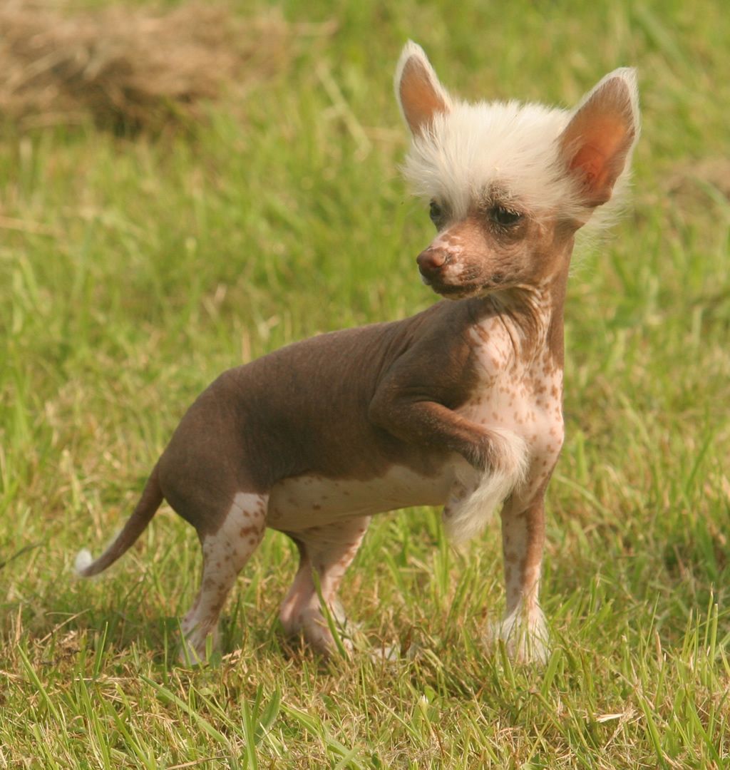 Whisper of soul de Almamasan