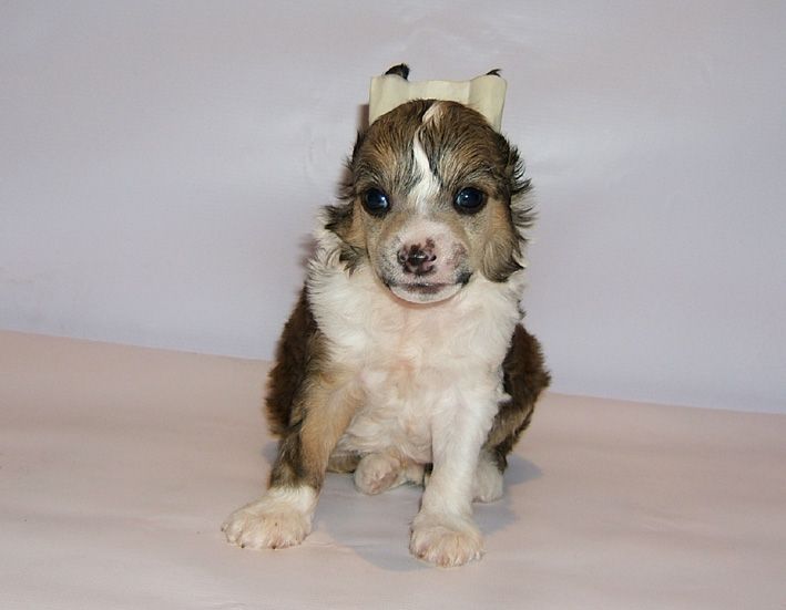 Shanel Glamour Aureliano