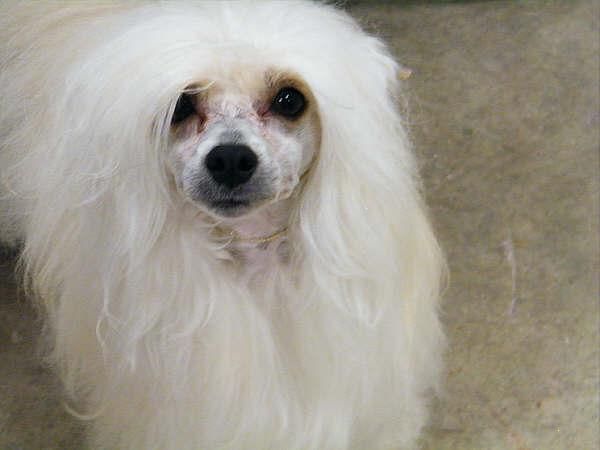 Ol' Biddys lil Alfie Jamani