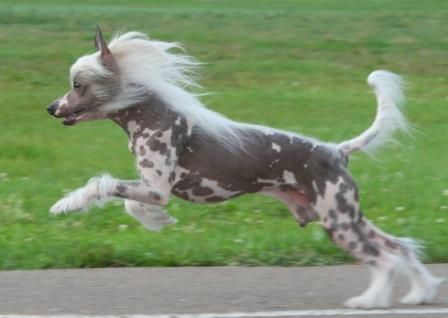 Olegro Katrin Maviles dlja Khakasia