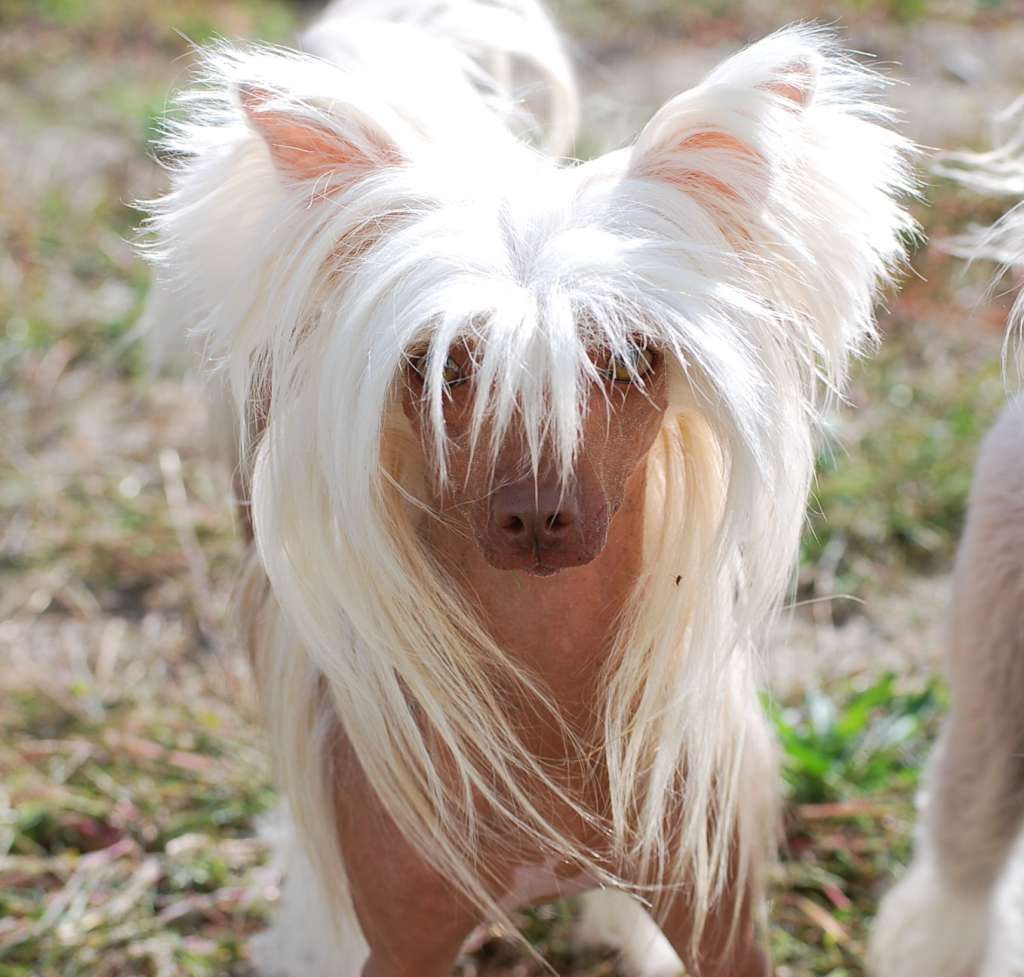 Little Dog Of Dream Just a Doll