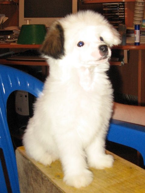 Rus Amigus Ul'jana Severnaja Ptichka