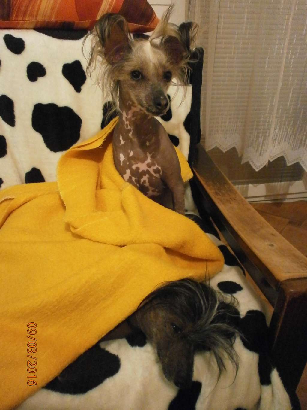 Cashira beloved ar Arenis Marri