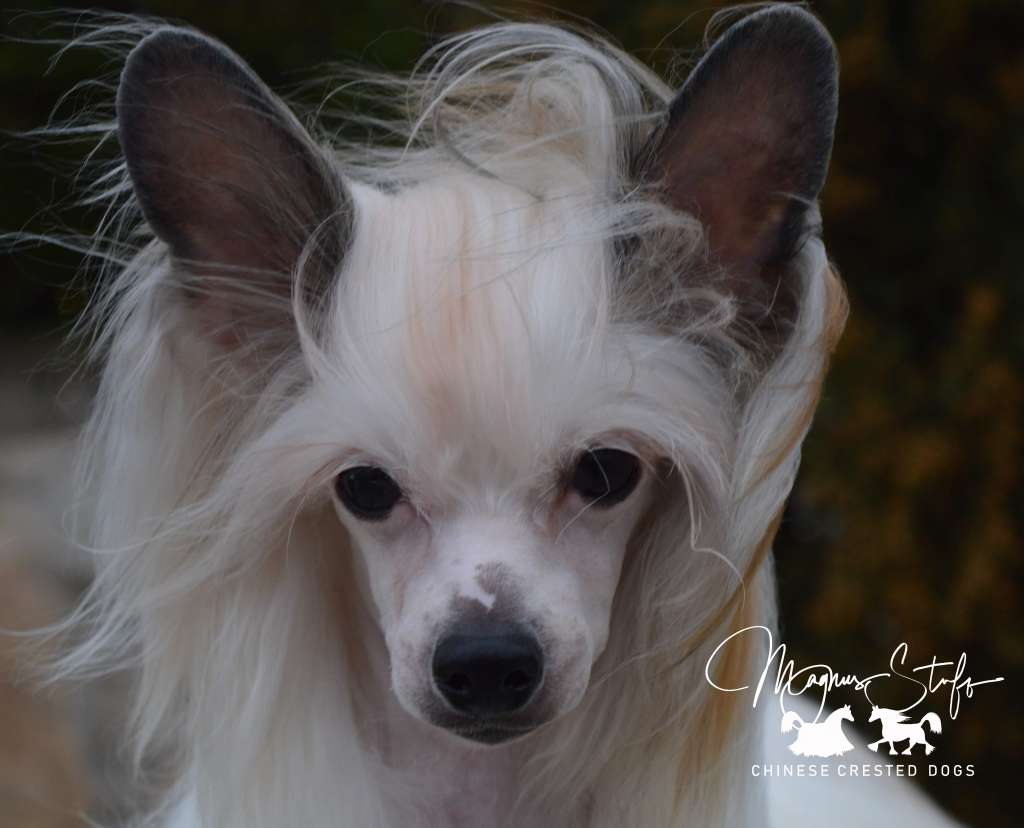 Magnus Staff Yummy Ring Star