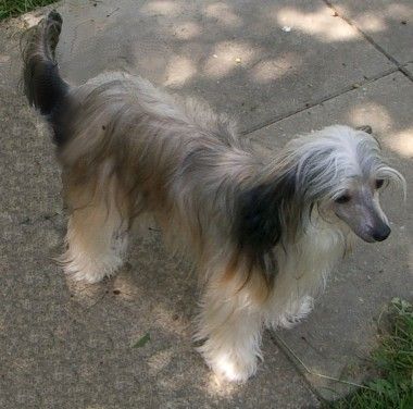 Chinese Dreamgirl von Hellmundin