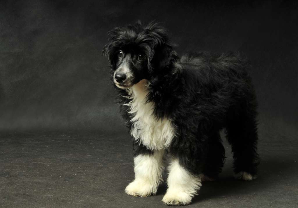 Edgar Zaczarowany Flet