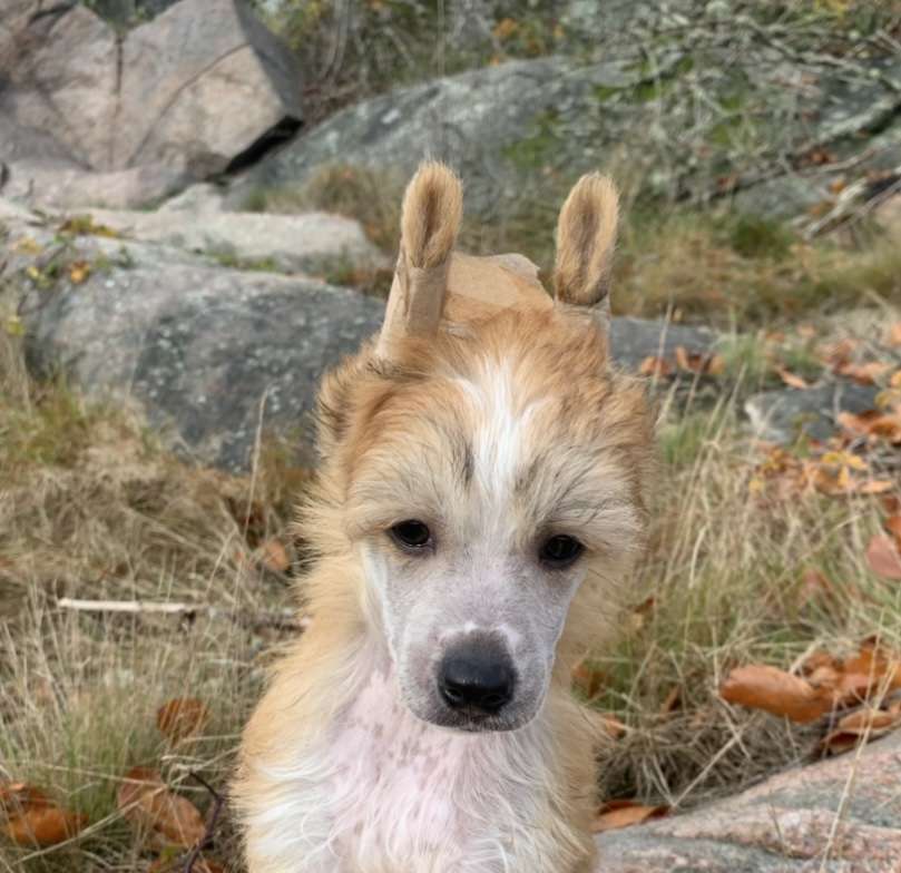 Proud Pony Bullet Proof