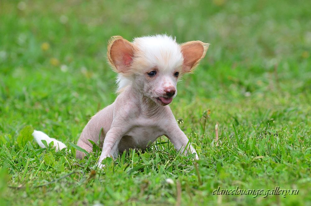 Elance Louange Imadzhine Sicily