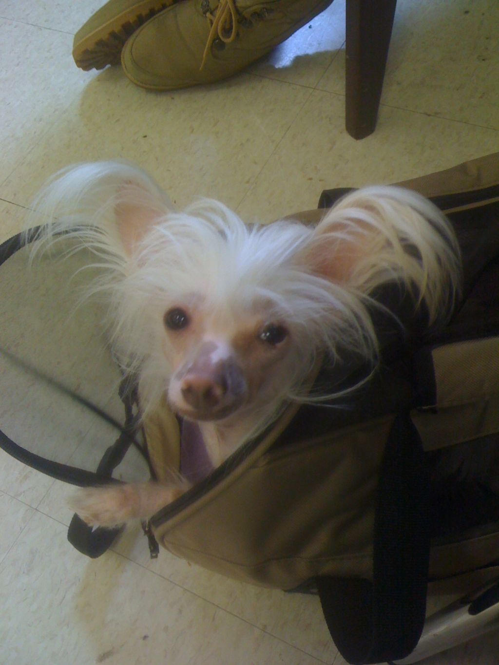 Silver Bluff Watch'N See Me Top That