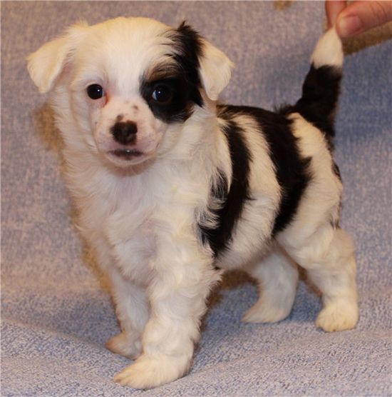 Premier Mari Atlantida.