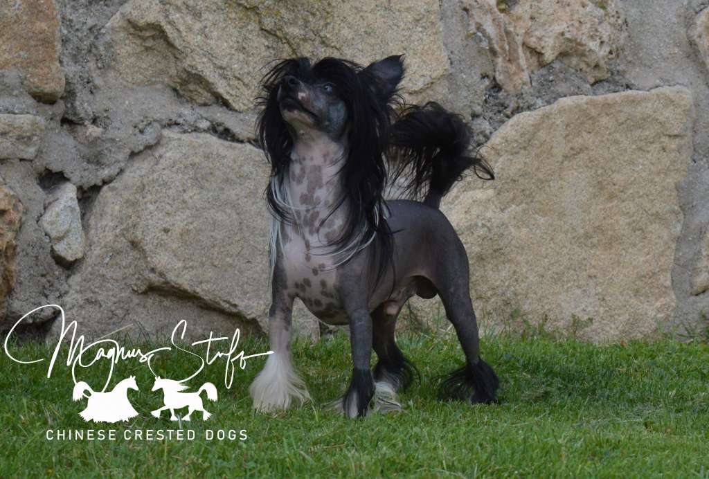 Magnus Staff Viceversa