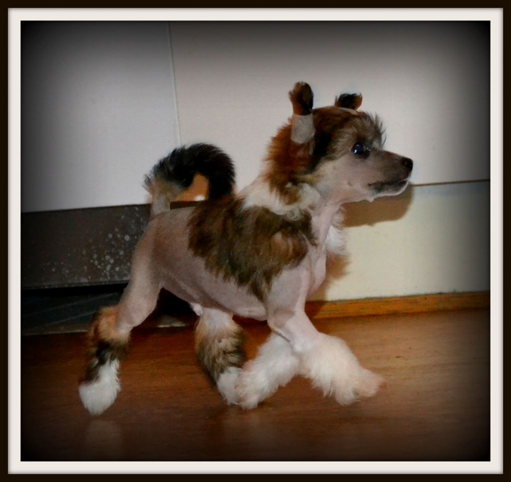 Zanevi's Front Runner