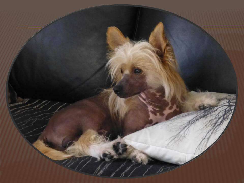 Gatatico Artagasamazis