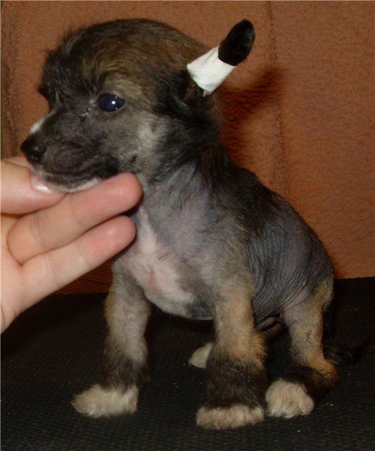 Fancy Style Glavniy Geroy