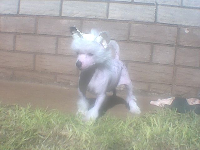 Mohawk Oh What A Feeling