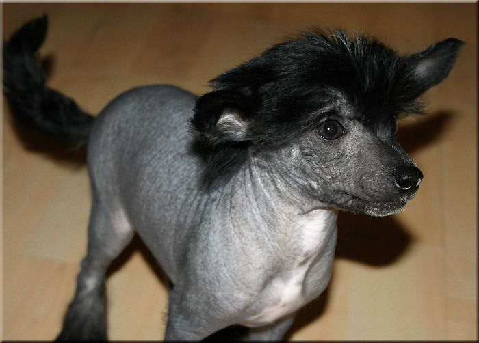 Marachinos Quest For Success