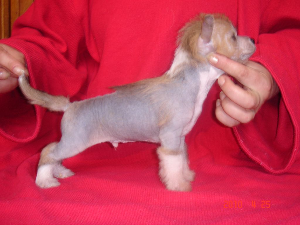 Edgar Bright Lights Angel's Rose