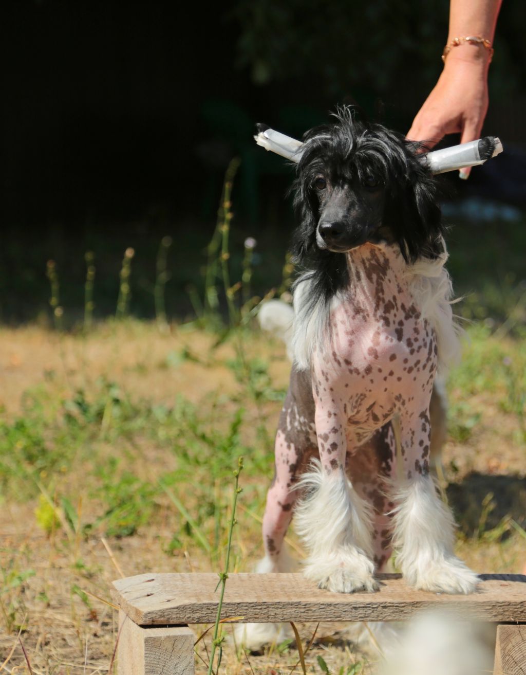 Galser Benefit Show Winner