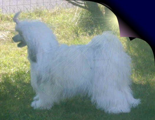 Lionheart Kross The Kountry