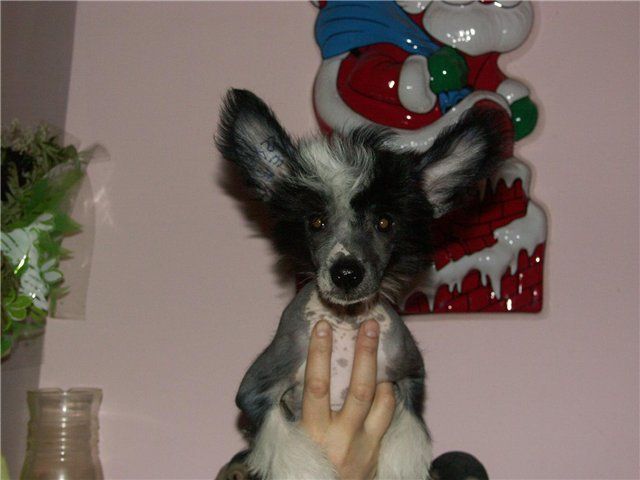 Zvezdny Prince Oriona