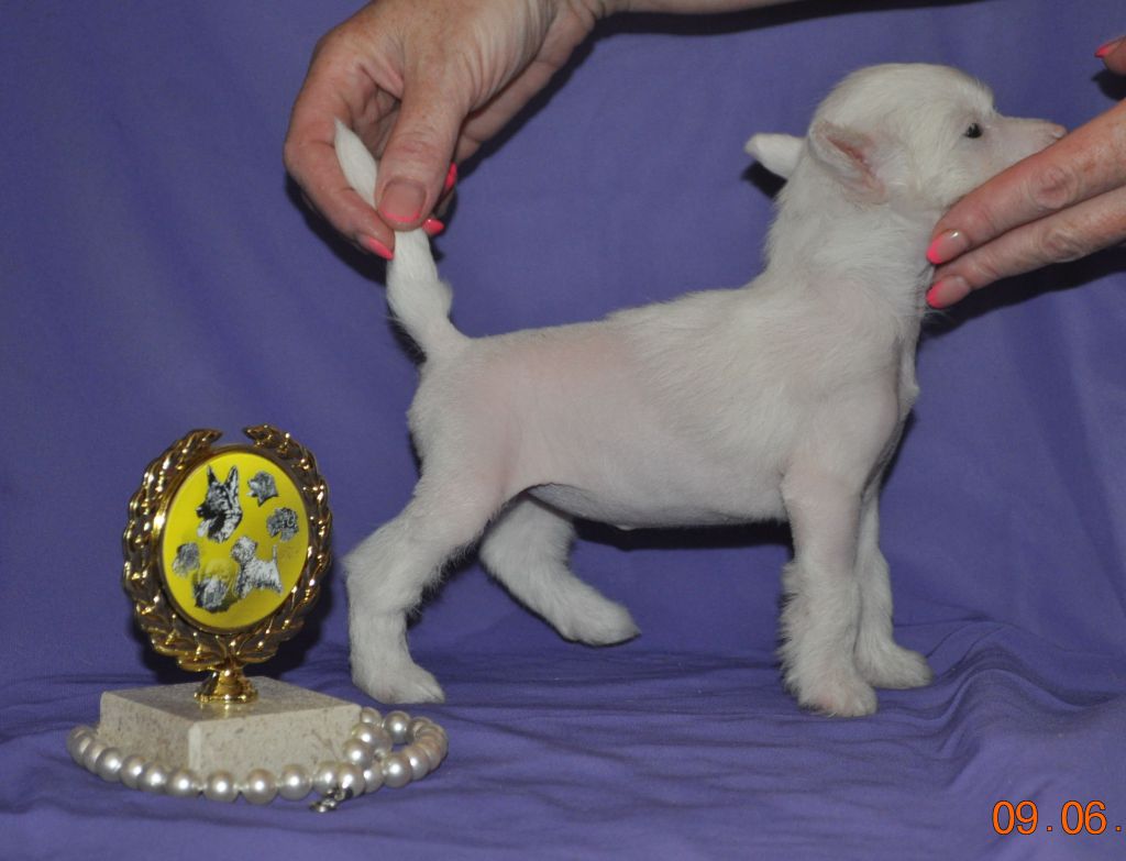 Armani Sharm Infanta White