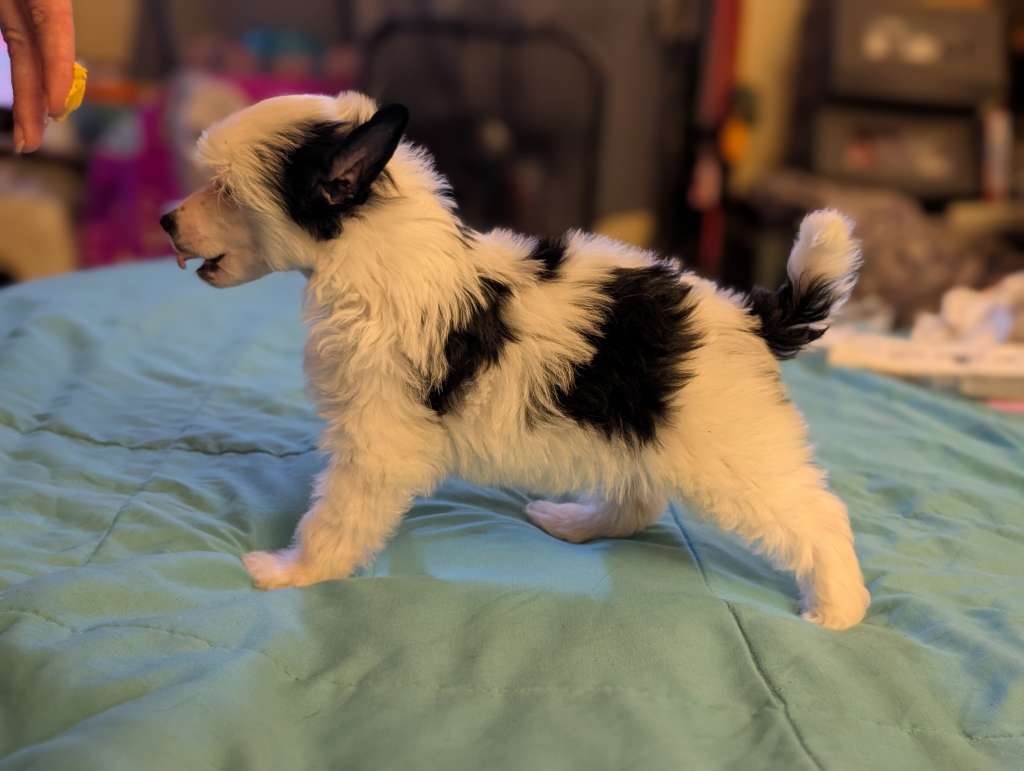 Av Dragon's Bumbling Mad O'Er Wild Bergamot