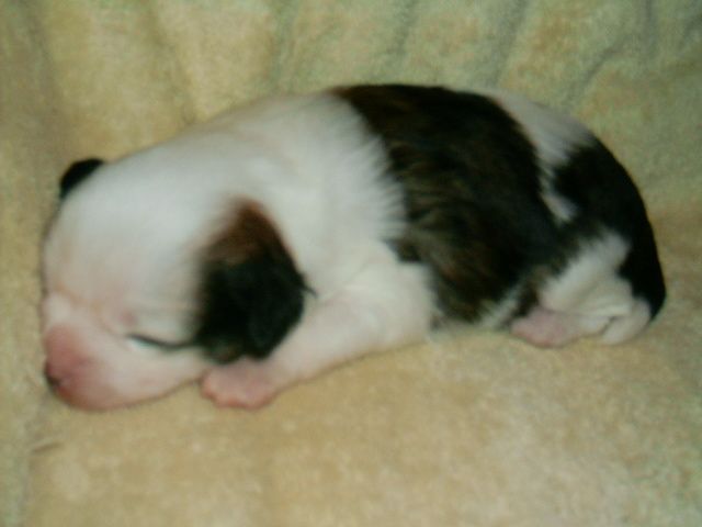 Picture