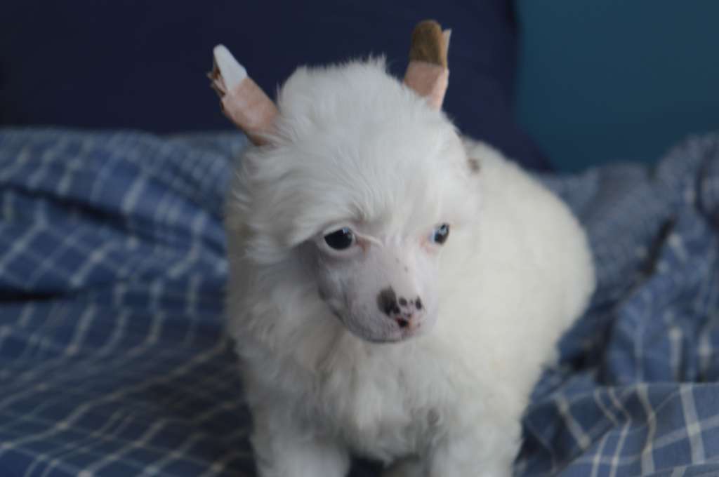 Magnus Staff Oh my God