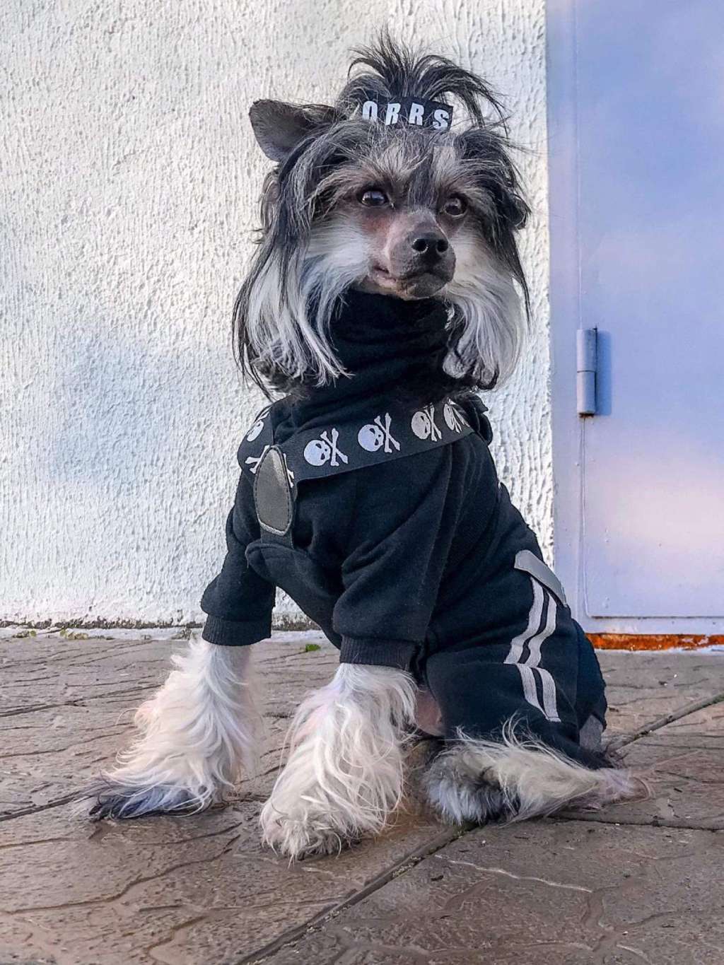 HOHLATYI Glamour Garantiya Uspekha