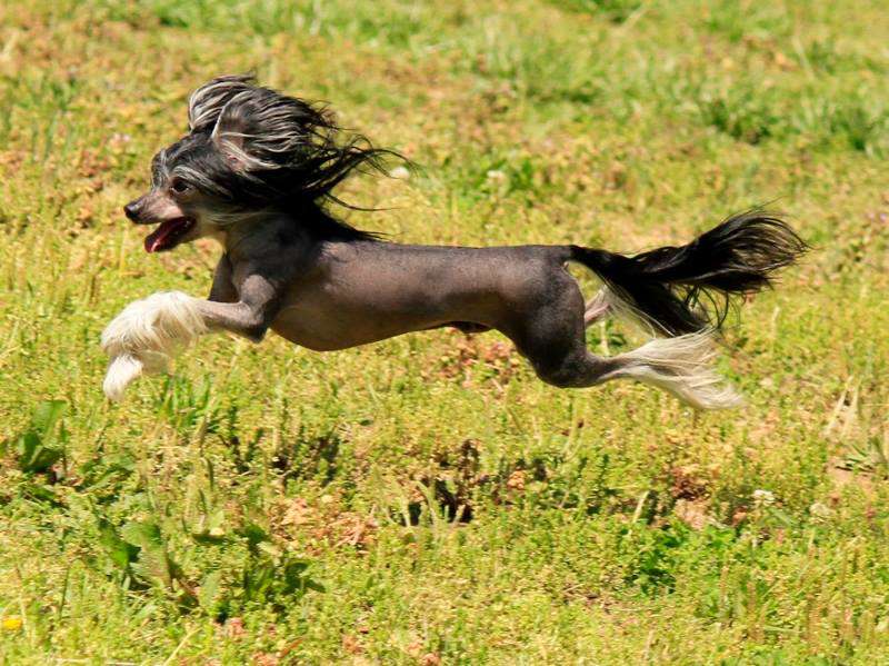 Cinondra's Fly Me To The Moon