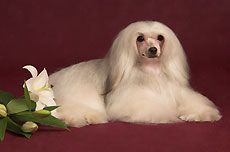 Kitaisky Shelk Zlata-Santana