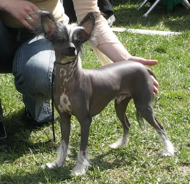 Marachinos Beyond Belief