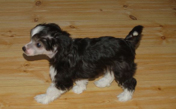 De La Mahafu's Beauty's Imylis