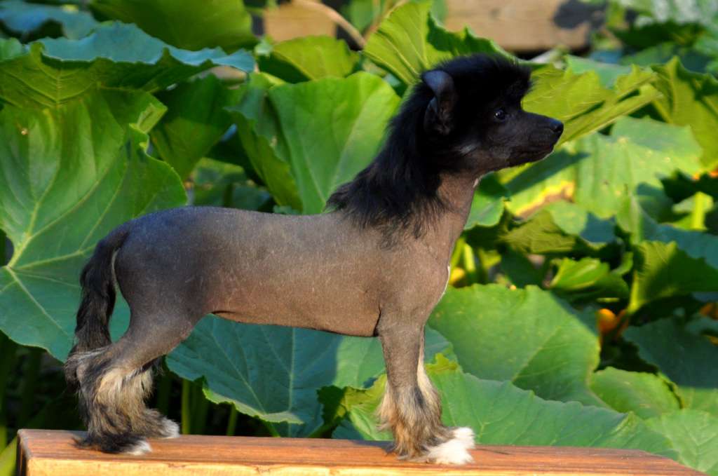 Elienette Toutou Velu