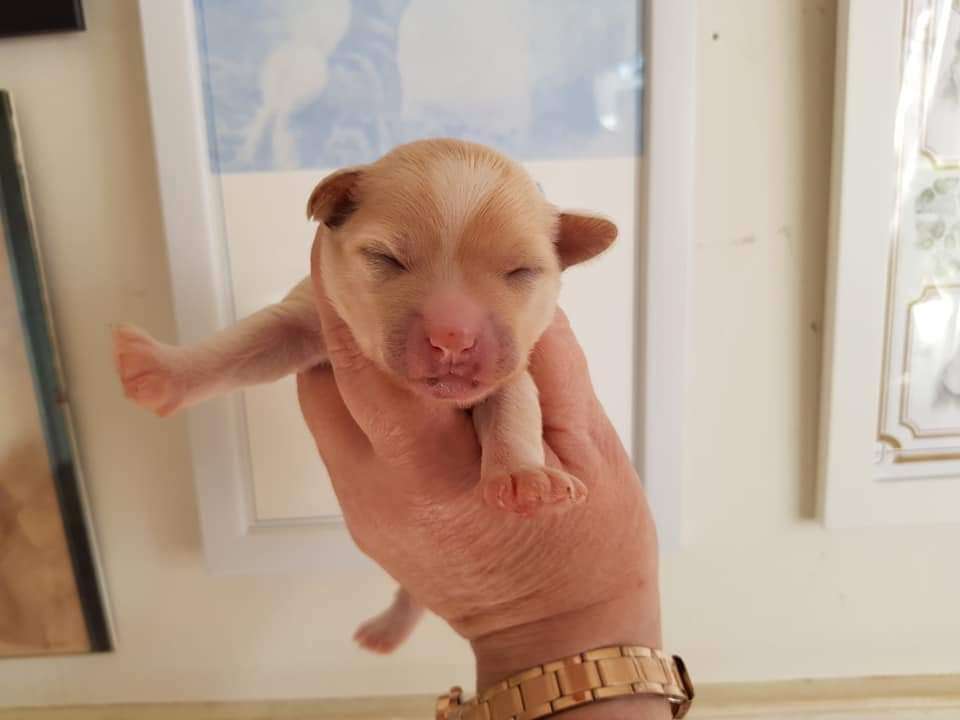 Tournais Fur Wheel Drive