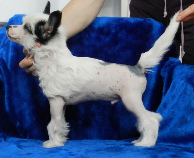 Emelyan iz Sozvezdiya Khana