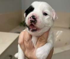 Crowned Light of the Moon