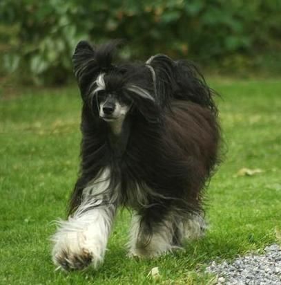 Suanho's Blackfoot Warrior