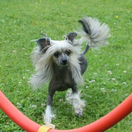 "Piccolina" von den Windpferden