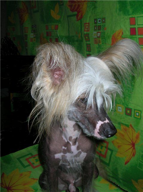 Zloty Medal'on from Khakasia