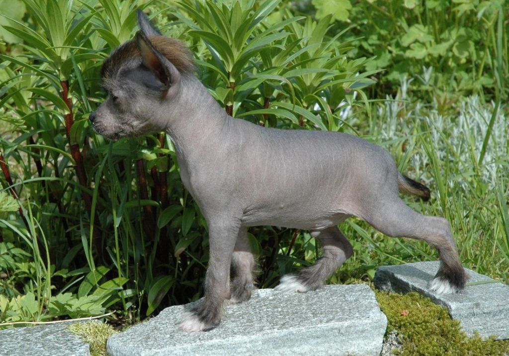 Trønderpia's Madly In Love