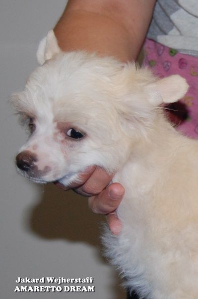 Jakard Wejherstaff Amaretto Dream